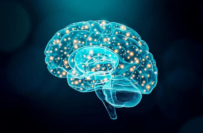Мозг человека уменьшается в размерах