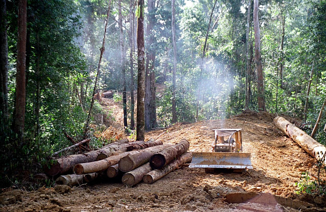 Вырубка лесов изменяет химический состав листьев деревьев