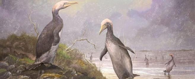 Новозеландские «пингвины-монстры» имели двойников 