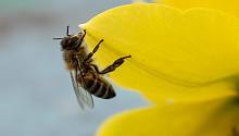 «Обложка глазами читателя»: фокус на пчел