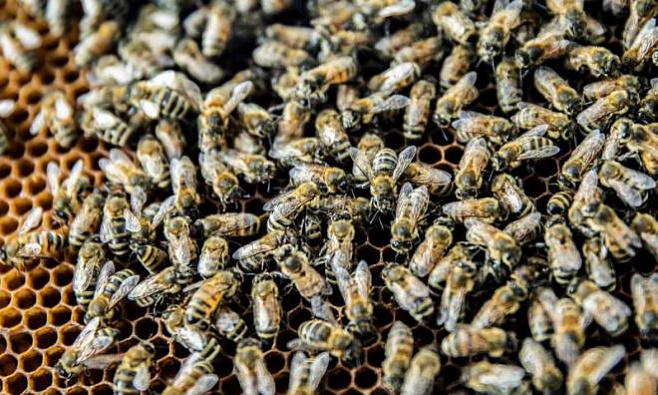 Инфекция, обнаруженная у пчел, способна изменять их поведение
