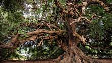 Ученые отрицают «бессмертие» деревьев-долгожителей