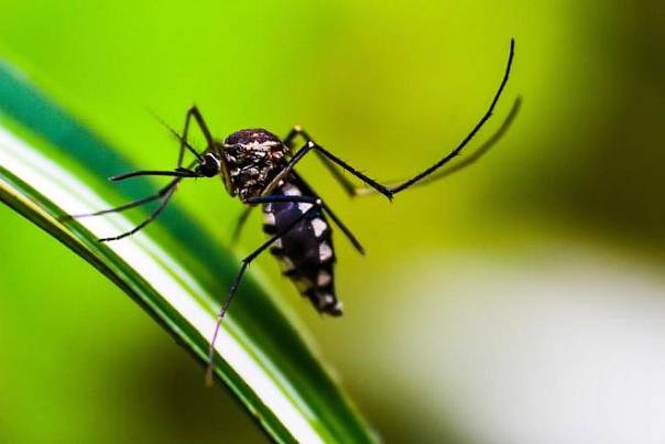 Новая система позволяет отслеживать комаров дистанционно