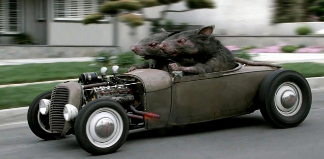Исследование: Крысы-автолюбители меньше нервничают