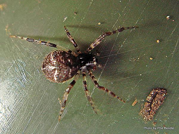 Обнаружены изменения в поведении пауков из-за экстремальных погодных условий