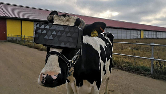 Коровы оценили гарнитуру виртуальной реальности