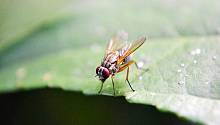 Ученые нашли причину непонятной агрессии самцов плодовой мухи