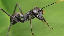 Животы помогают муравьям прыгать