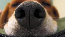 ИИ научили распознавать собак по «отпечаткам» носов