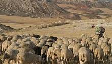 Как на несколько дней превратиться в пастуха?