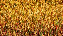 Отруби зерновых культур защищают от атеросклероза