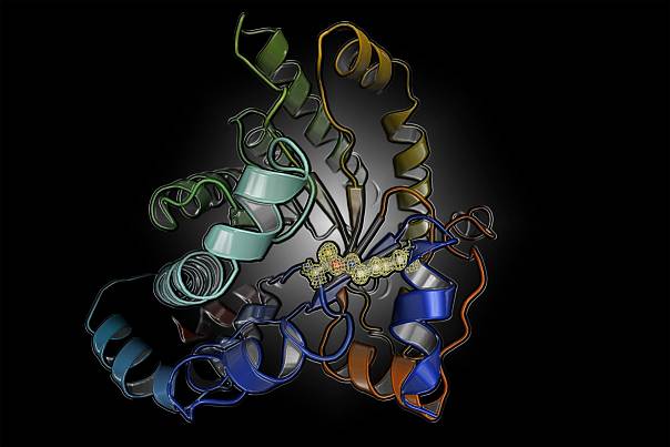 Обнаружен ранее неизученный механизм регуляции белков