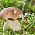 Подосиновики для иммунитета, а рыжики для зрения: ученая Пермского Политеха назвала семь самых полезных осенних грибов