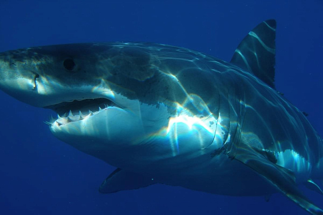 Геном белой акулы может помочь человеку в борьбе со старением и раком