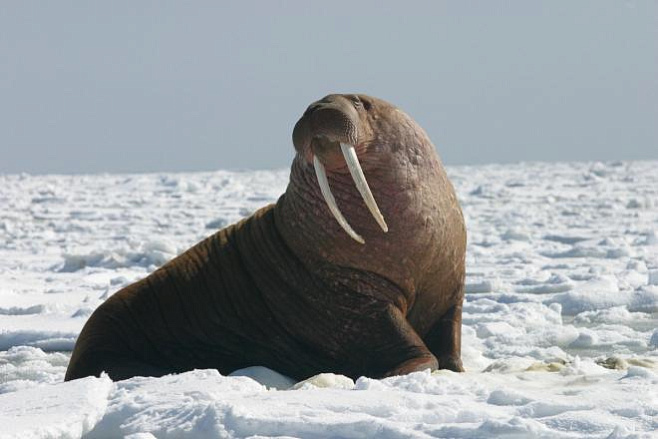Узнать пол моржа помогут его бивни