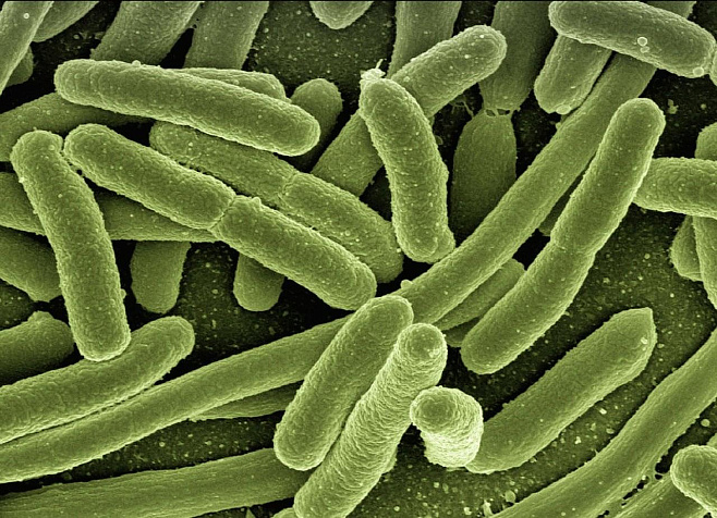 Противомикробная резистентность может быть связана с аномальным ростом бактериальных клеток 