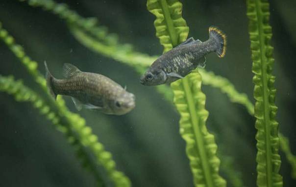 Учёные вернули исчезнувших рыб-текил в естественную среду обитания