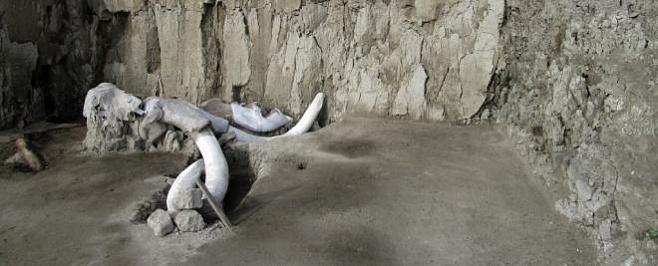 В Мексике нашли сотни костей мамонта 