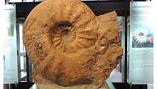 На берегах Восточного Сассекса нашли десятки ископаемых аммонитов