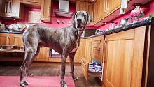 Самая высокая собака в мире умерла в возрасте 8 лет 