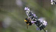 Биологи изучили склонность пчёл к арифметике