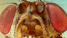 Как и люди, мухи могут видеть оптические иллюзии 