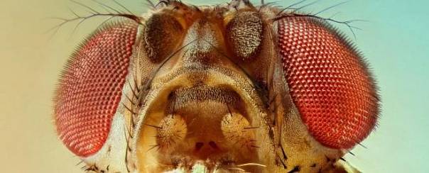 Как и люди, мухи могут видеть оптические иллюзии 