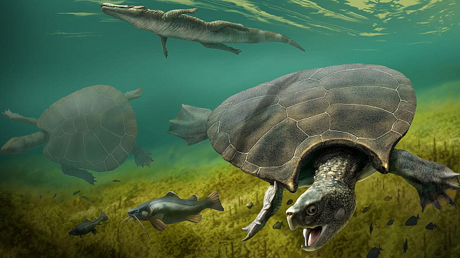 Древние гигантские черепахи сражались с крокодилами, в три раза превышавшими их размеры