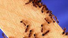 Средняя температура воздуха повышается, огненные муравьи перемещаются на север