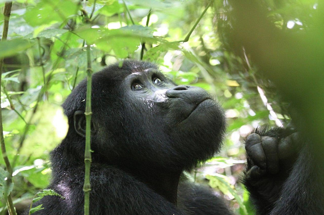 Туристы создают риск распространения болезней среди редких горных горилл