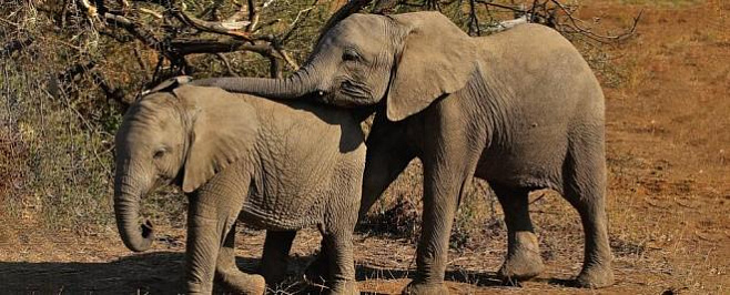 В Африке погибли сотни слонов, но причина смерти неизвестна