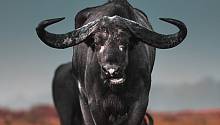 Синяя тряпка для быка: как животные видят мир