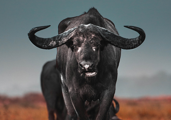 Синяя тряпка для быка: как животные видят мир