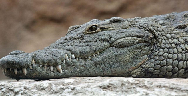 Некоторые предки крокодилов были вегетарианцами