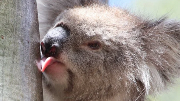 Неожиданная привычка коал удивила учёных