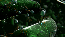 Бактериофаги смогут заменить неэффективные антибиотики