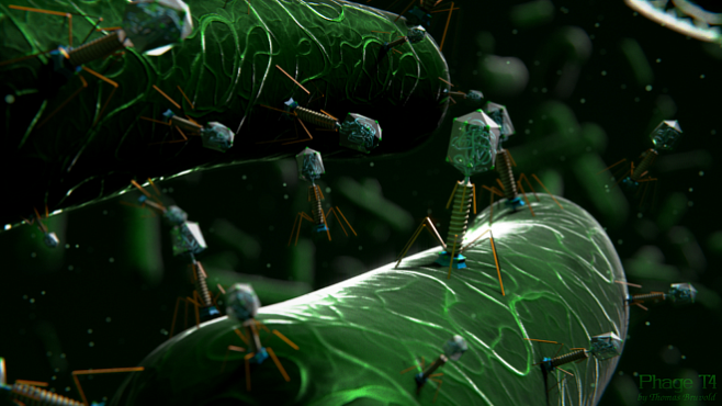 Бактериофаги смогут заменить неэффективные антибиотики