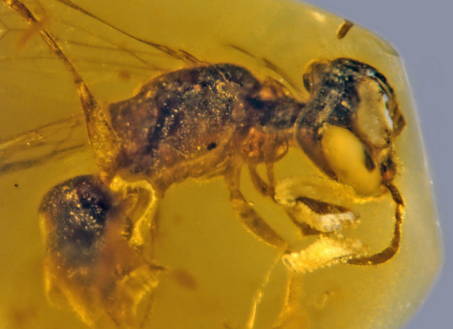 Найдена окаменелость пчелы возрастом 100 миллионов лет