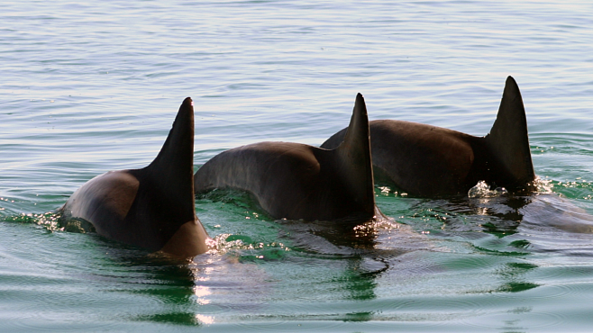 Банды дельфинов охраняют самок, синхронно озвучивая свои движения 