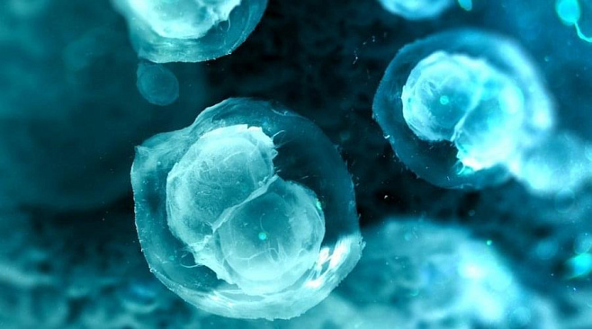 Ученым удалось заставить стволовые клетки вырастить костную ткань
