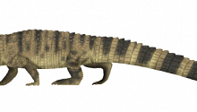 Зубы крокодила-монстра были размером с банан – идеально для охоты на динозавров