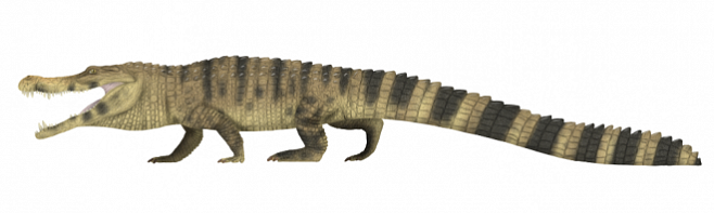 Зубы крокодила-монстра были размером с банан – идеально для охоты на динозавров