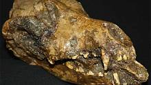 Любопытная находка указывает на возможное одомашнивание собак 28,5 тысяч лет назад