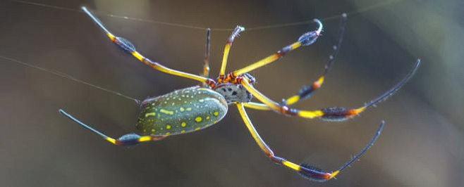 Пауки покрывают паутину нейротоксинами, которые могут обездвижить и даже убить добычу 