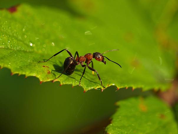 Ученые заморозили муравьев, чтобы исследовать их мозг и понять, как они находят дорогу домой