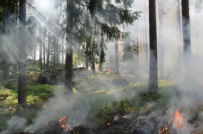 Карта лесных пожаров на планете наглядно показывает их масштаб