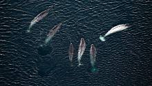 Воздействие шума на китообразных 