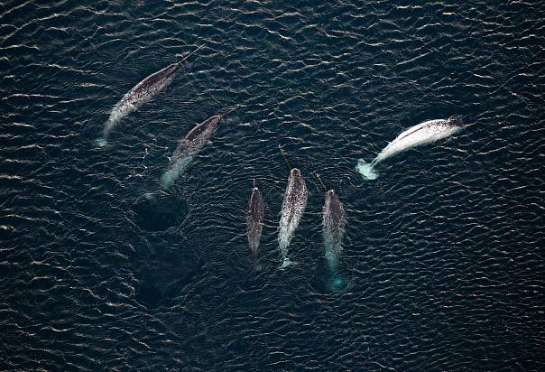 Воздействие шума на китообразных 