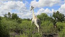 Единственного в мире белого жирафа снабдили GPS-треккером 