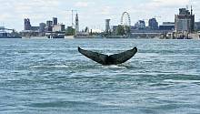 Молодой кит, восхитивший жителей Монреаля, найден мертвым